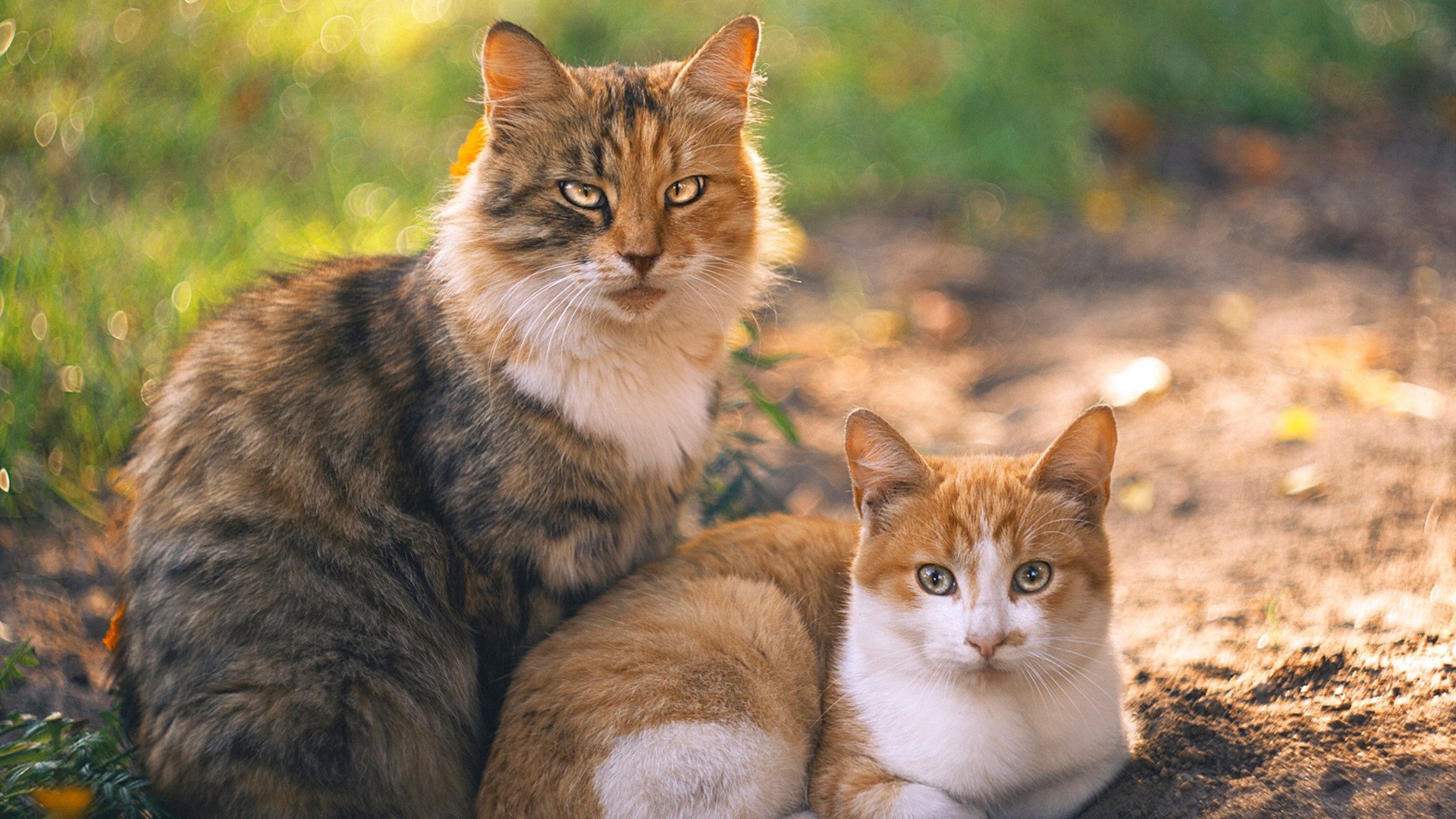 独奏与狂想，波尔破冰建功，葡萄牙队惊险征服瑞典之夜