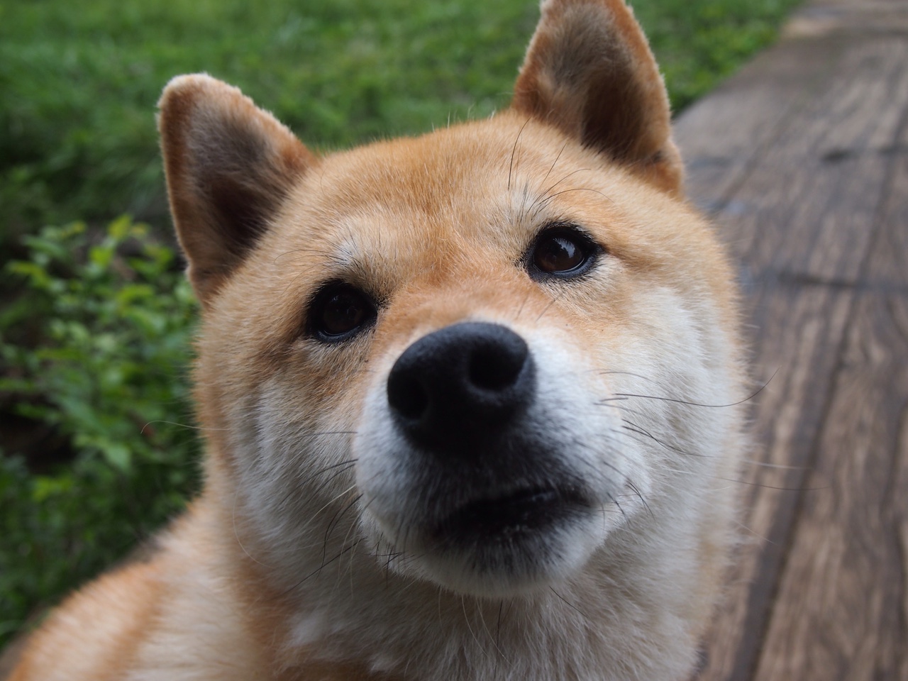 秩序更迭，红牛的绝对统治与塞恩斯的孤勇反抗