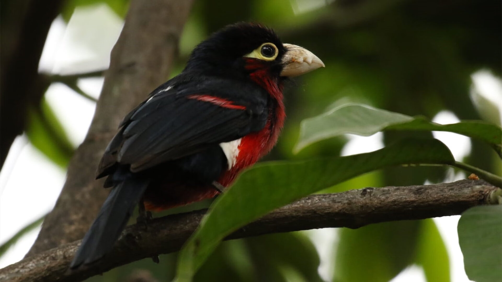 星光与泥泞，哈利伯顿的爆发与快船的生死战