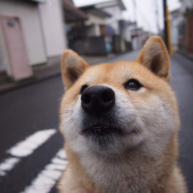 冰封高原！森林狼第三节风暴吞噬爵士，哈利伯顿关键先生本色尽显