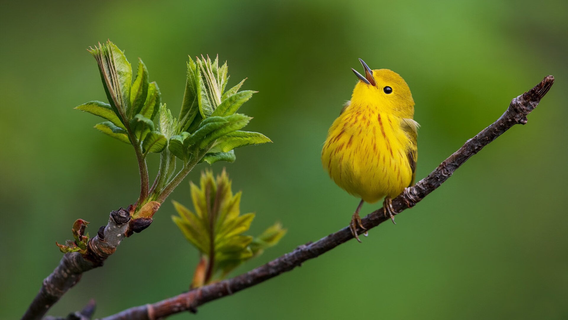 雨夜格拉斯哥，哈弗茨以钢铁之心导演高地复仇