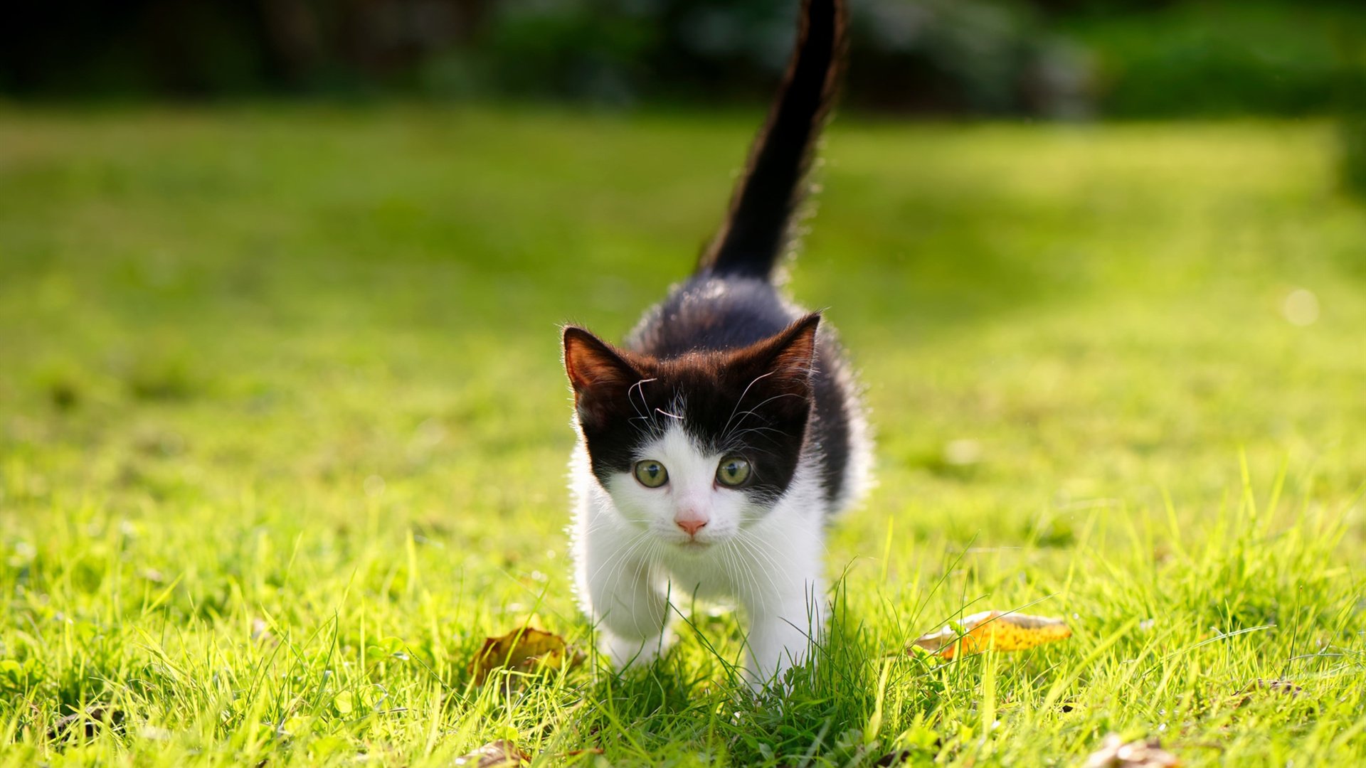 奇兵英格拉姆爆砍32分，浙江力克北京送对手主场首败