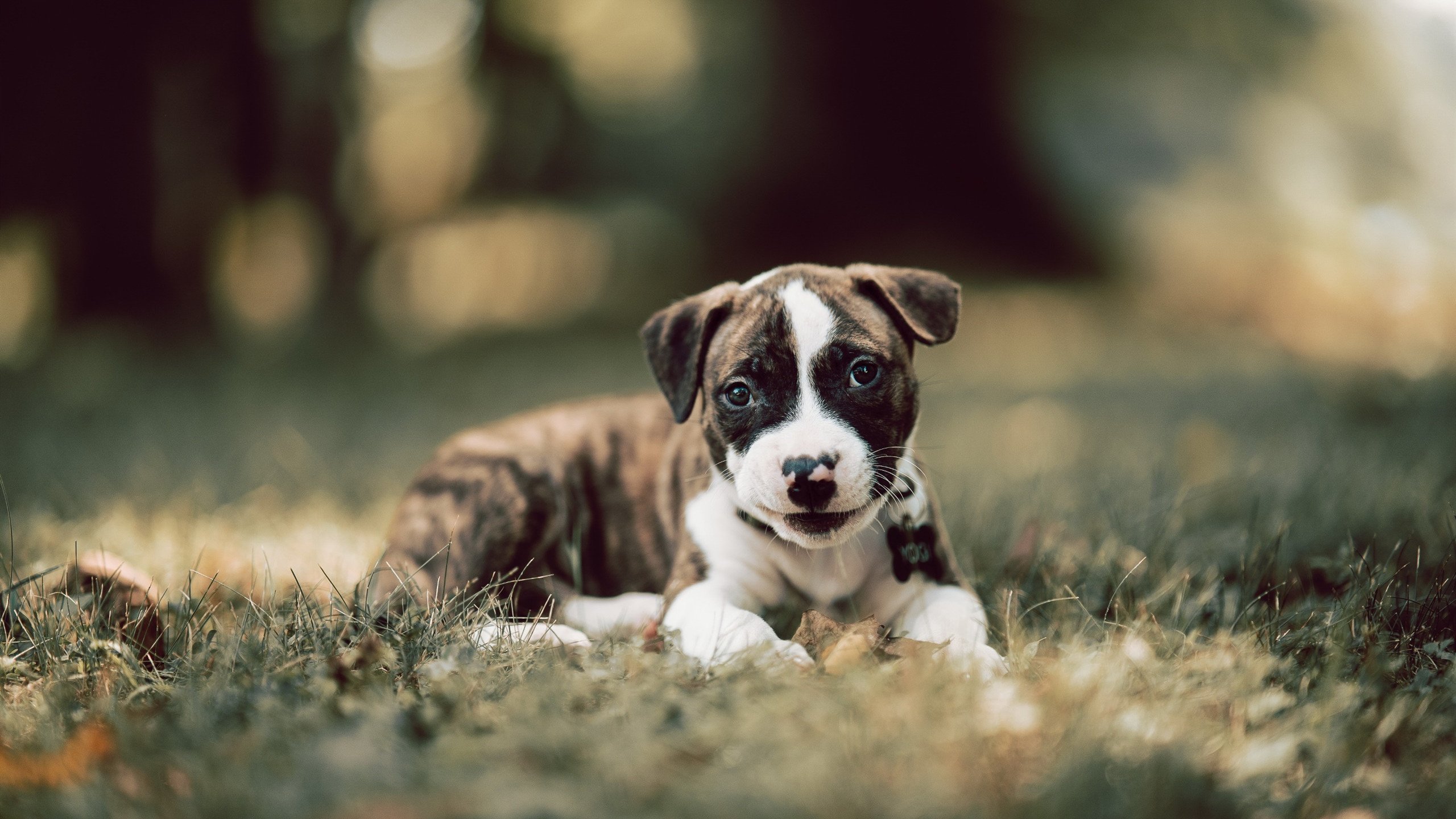 桑巴利刃刺破铁壁—世界排名争夺战焦点战中巴西如何以战术交响曲力克洪都拉斯