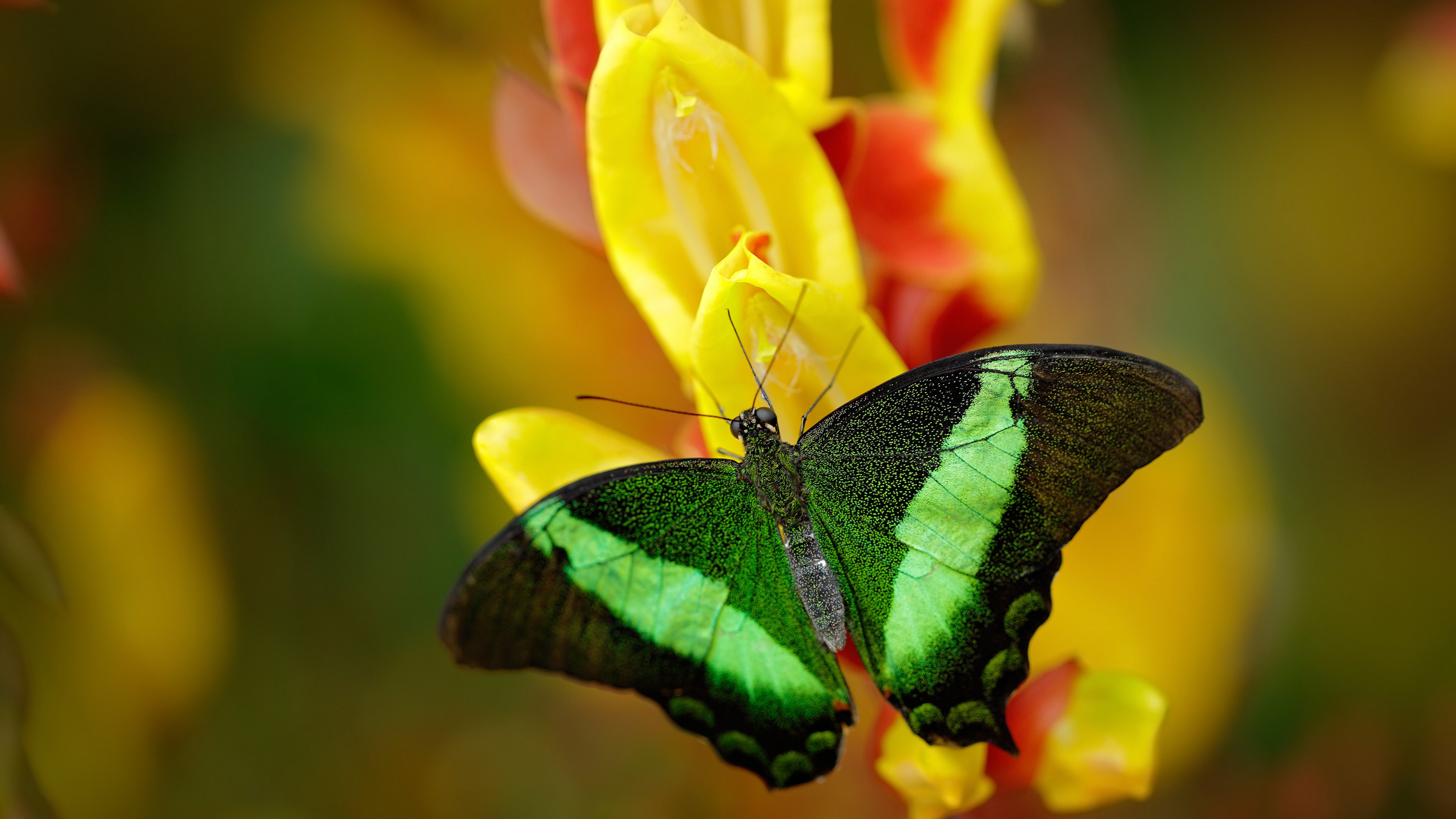 心跳共振,莱克勒克如何以领袖脉搏引领法拉利问鼎F1年度王冠