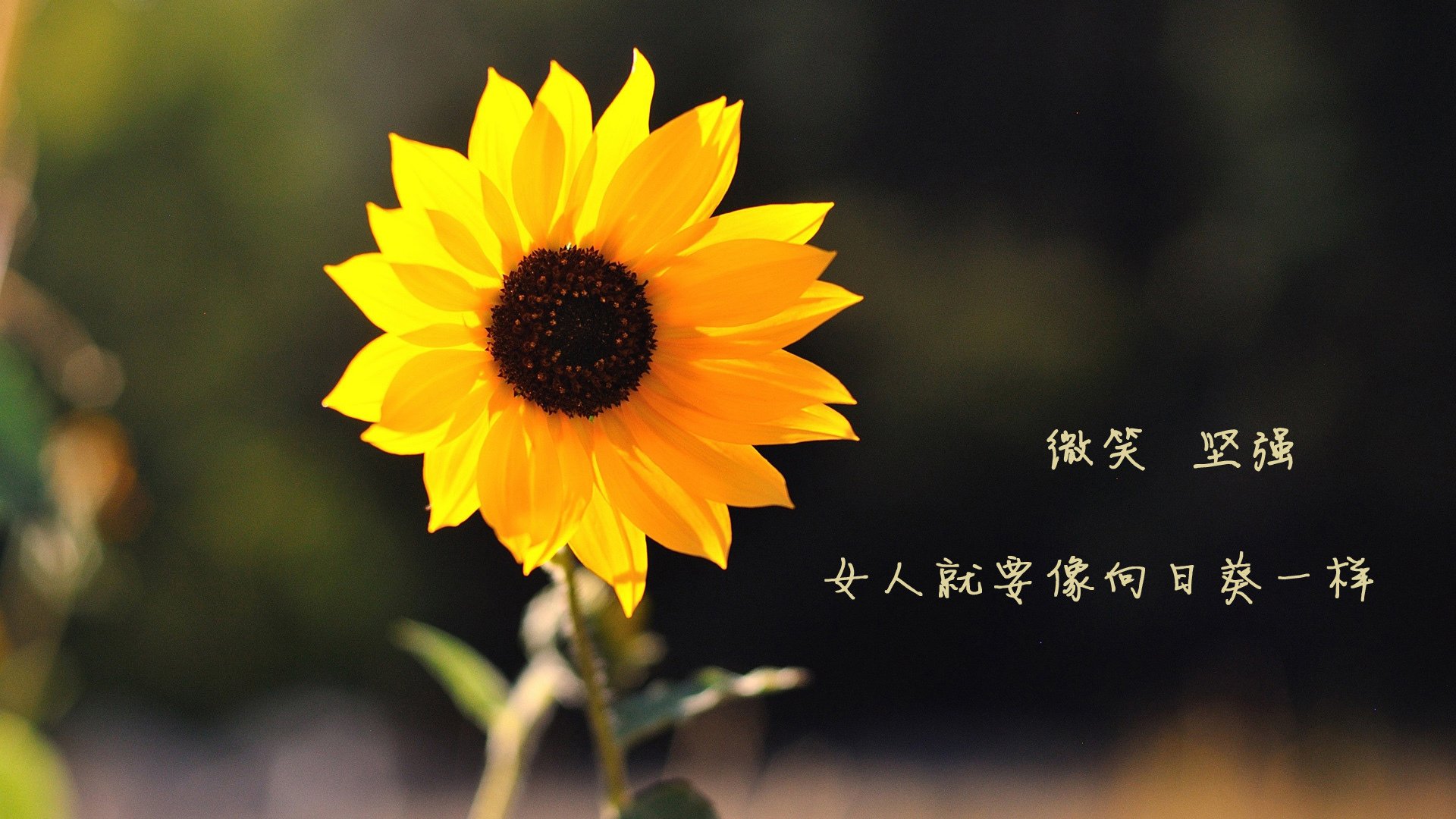 节奏大师的赋格曲,西亚卡姆引领开拓者轻取奇才