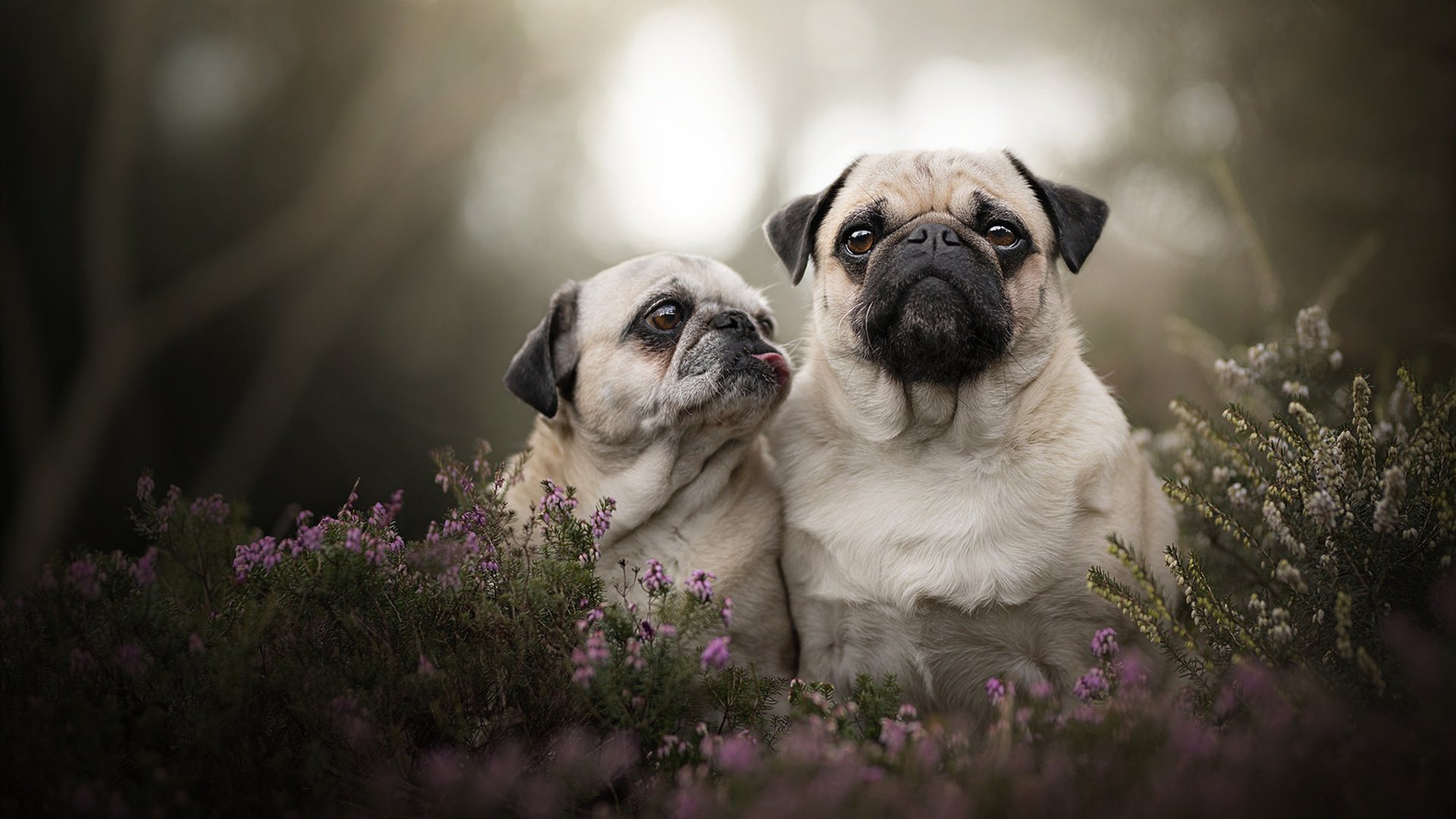 当詹姆斯在绿茵场上演死亡封盖，森林狼的咆哮如何穿透英超争冠迷雾