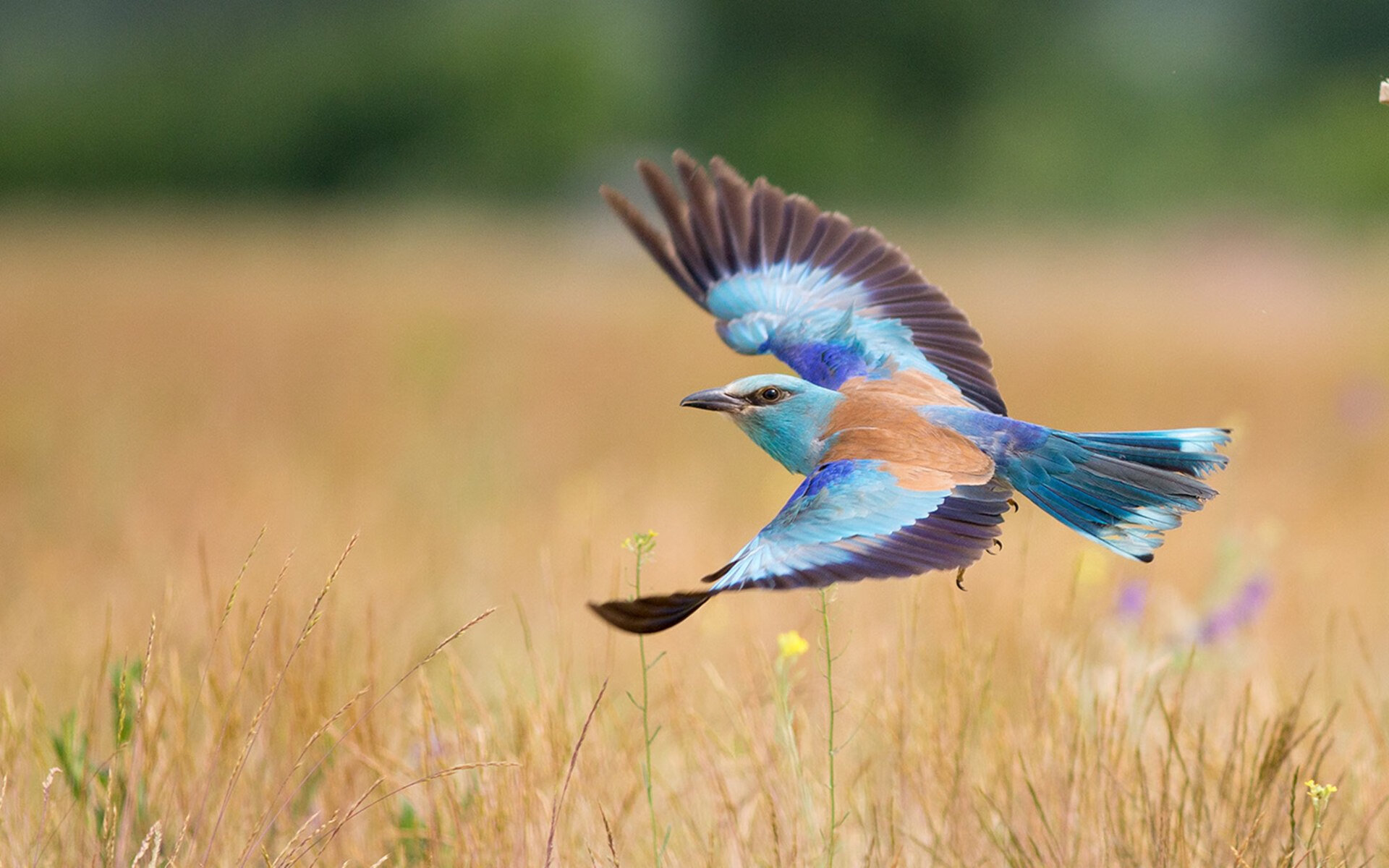 福克斯加冕夜，新奥尔良的血色逆袭与波士顿的叹息
