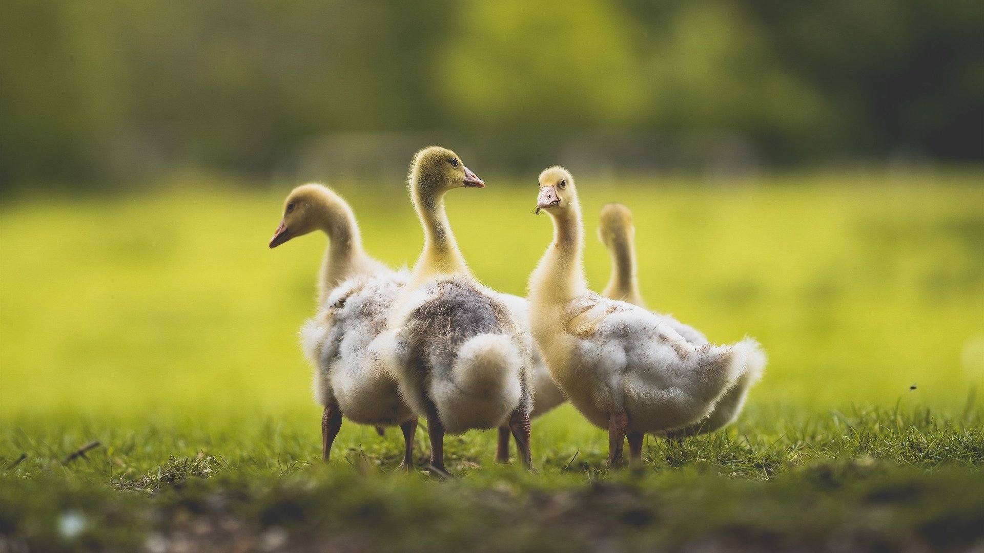 双城记，当范弗利特们拿起命运的钥匙