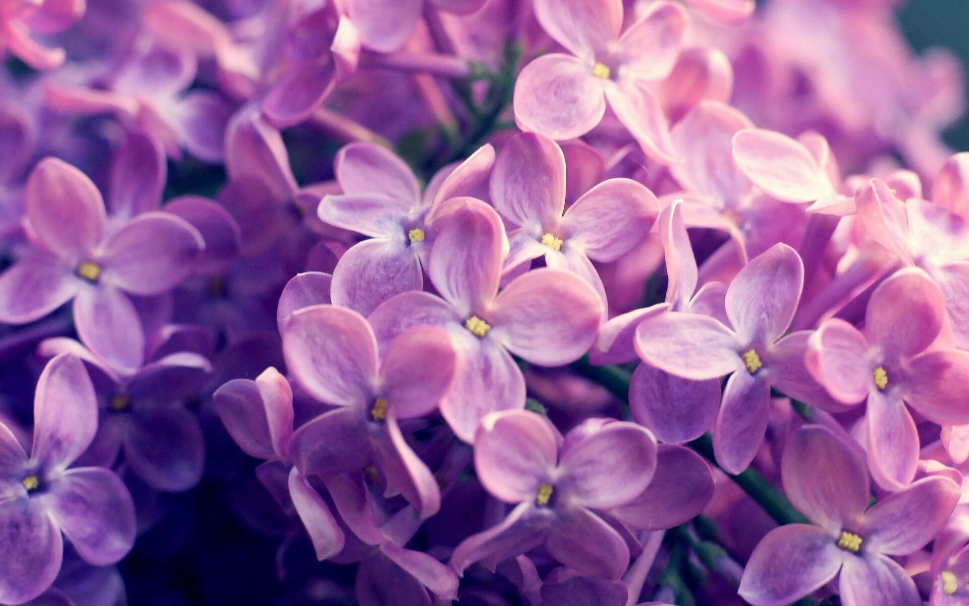 屠龙少年再现！广厦队惊世击溃凯尔特人，小贾伦暴力美学彻底打爆防线