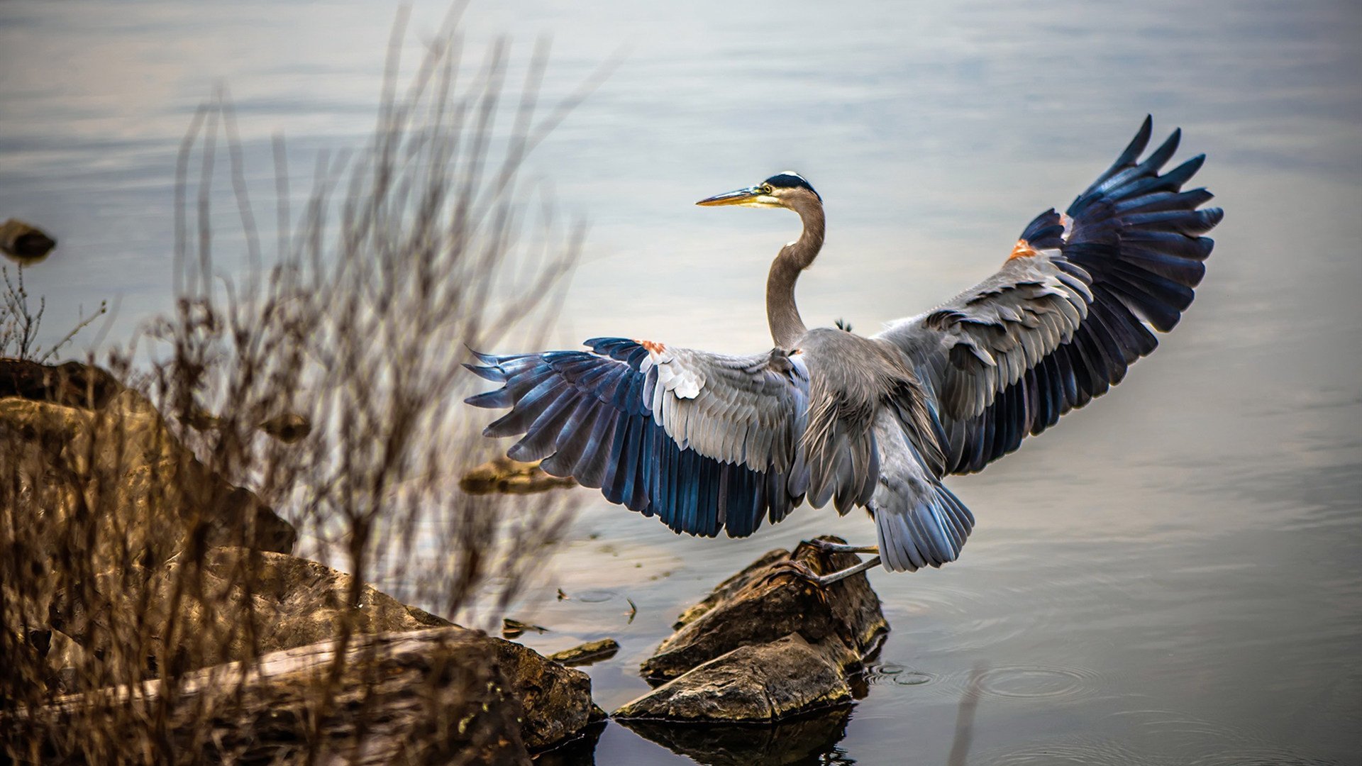当东契奇空降CBA赛场，一场改写剧本的另类对决
