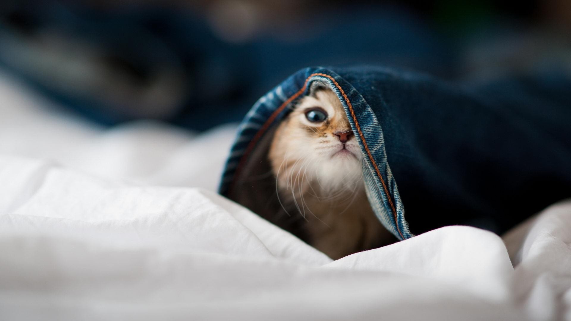 孤星与银河，霍勒迪抢七夜一肩扛起骑士的冠军梦