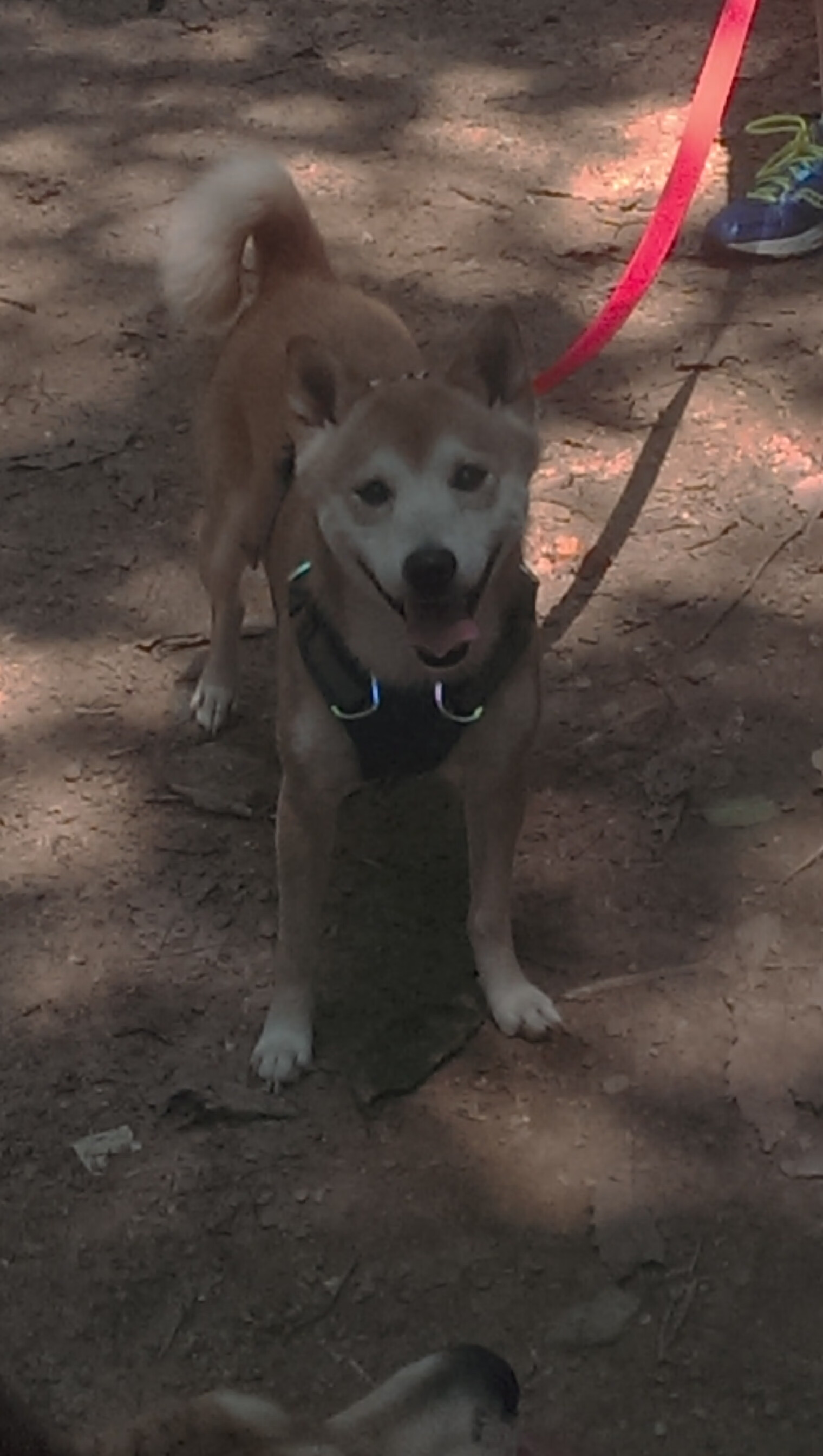 猛龙盘旋F1赛道，文班亚马以老鹰狩猎姿态提前终结冠军悬念