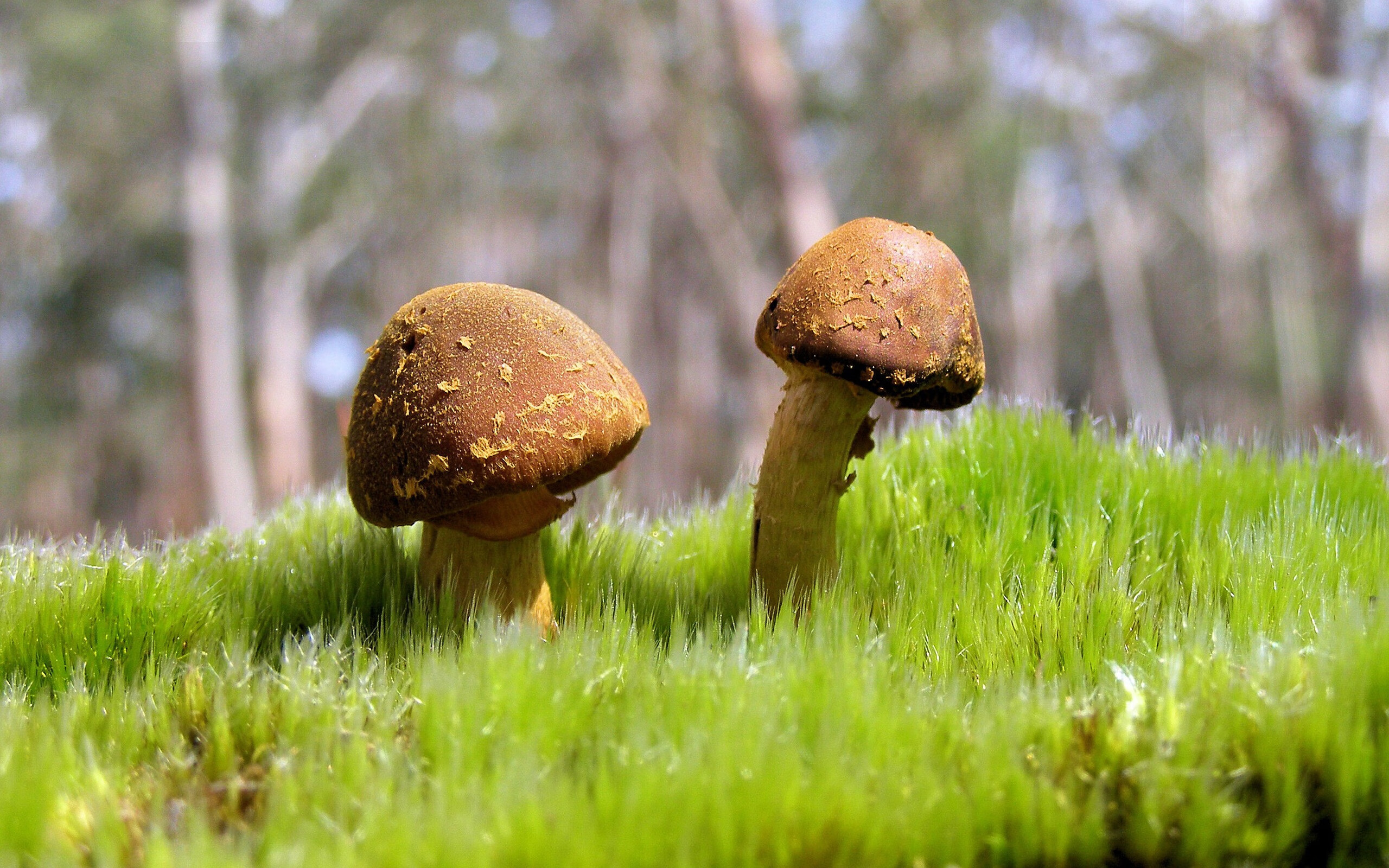 完美与风暴，当英格拉姆的画作被猛龙的末节撕碎