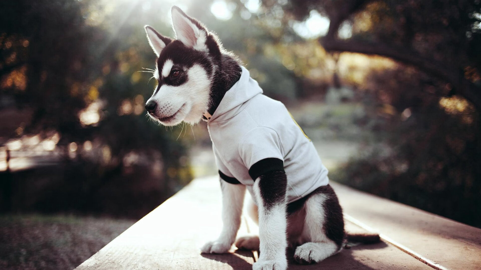 棋局与利刃，当快船用逻辑解构爵士，班凯罗正用天赋重写硬仗定义