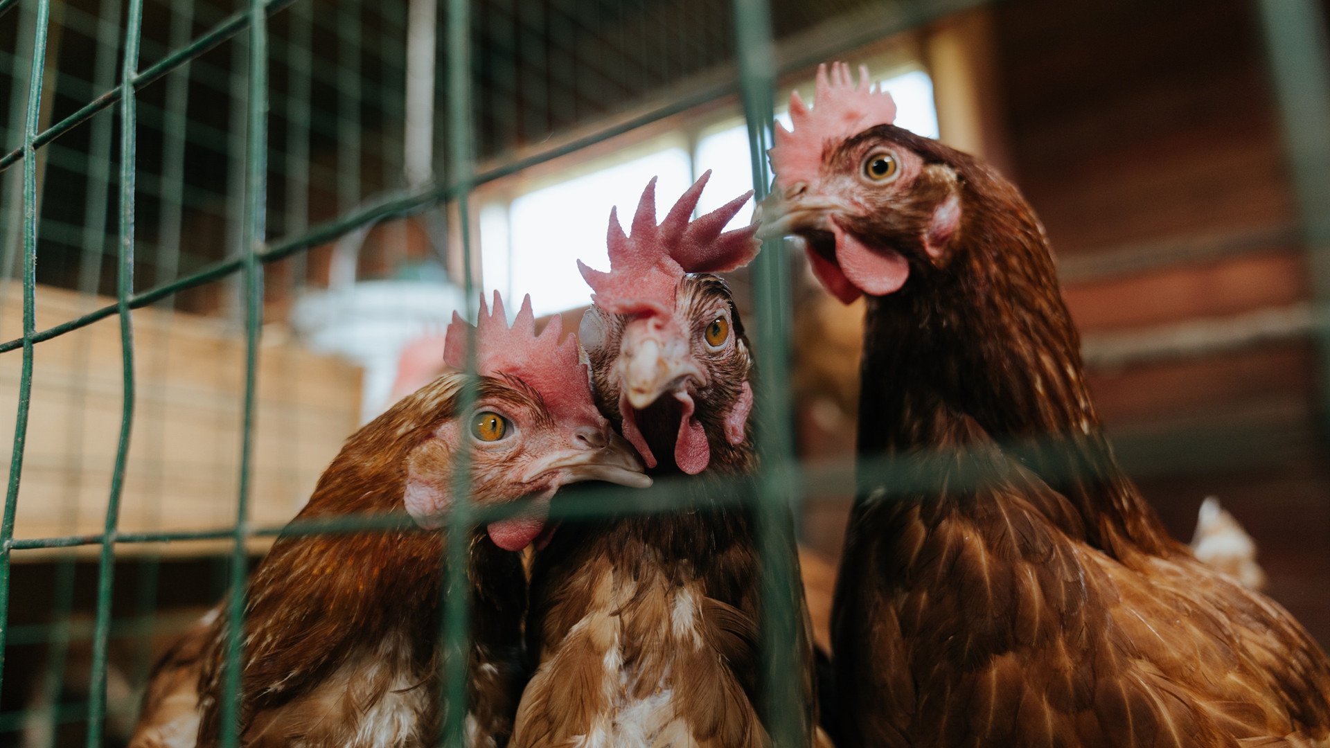 爱游戏在线-2026世界杯之夜，蒂亚戈的暗涌与王冠—硬仗之王的沉默加冕