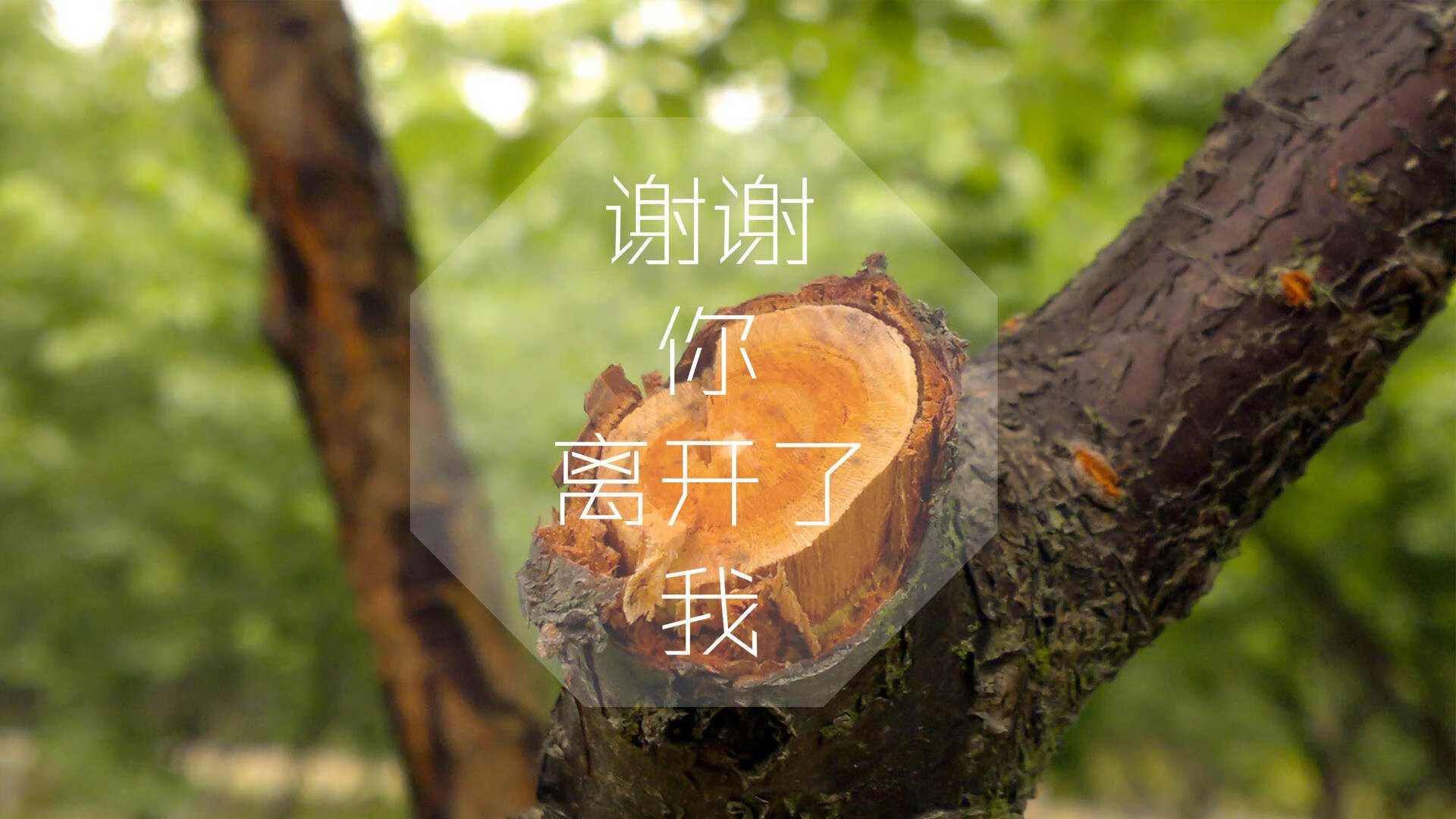 一球定乾坤，塔雷米致命一击，罗马尼亚在D组关键战中险胜厄瓜多尔